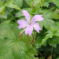 Geranium nodosum 